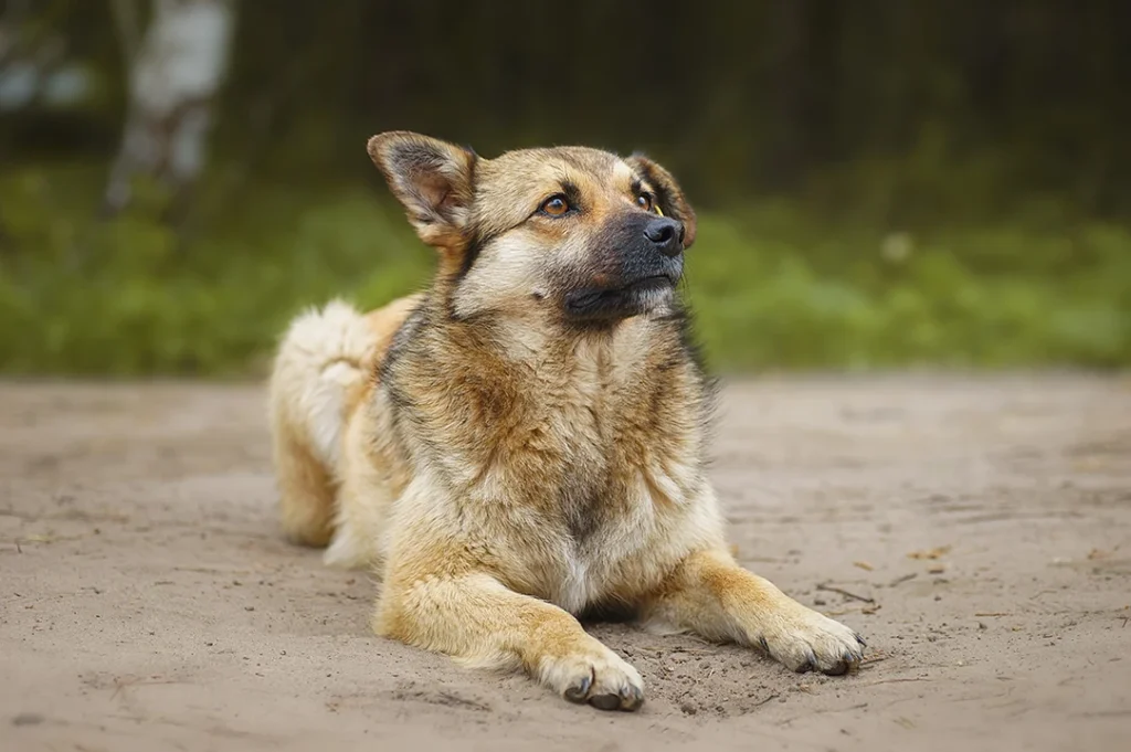 Los perritos llamados mestizos o criollos son seres que merecen un hogar, muchos de ellos viven en las calles, pero sólo necesitan una oportunidad.