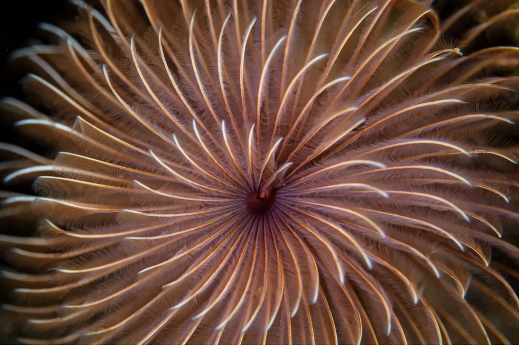Plumaje de un ave visto desde arriba mostrando la espiral de Fibonacci en la disposición de sus plumas.