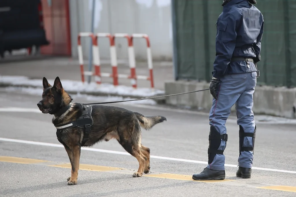 Existen planes contra el crimen organizado diseñados para el mundial 2026