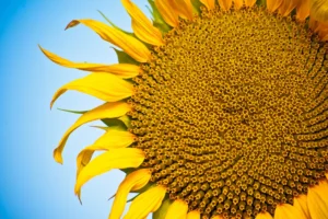 Desde hace siglos, científicos, filósofos y artistas han quedado fascinados por los patrones geométricos en la naturaleza.