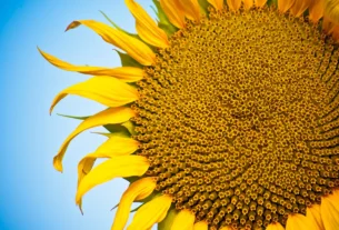 Figuras geométricas en la naturaleza: los patrones que el universo dibuja