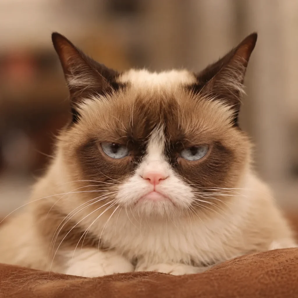 Grumpy cat en realidad era una pequeña gatita que con su singular rostro se volvió un gran meme, reconocible en todo el mundo. 