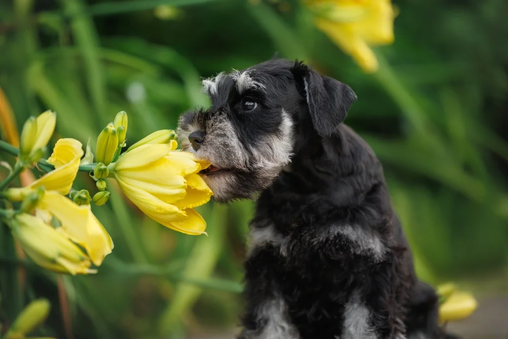Otros populares nombres de perros son Bruno y Charlie.