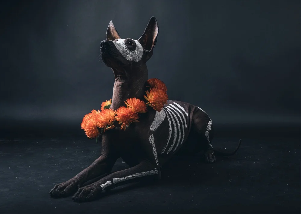 Para el Día de Muertos 2026, se celebrará el primer Festival del Perro Xoloitzcuintle.